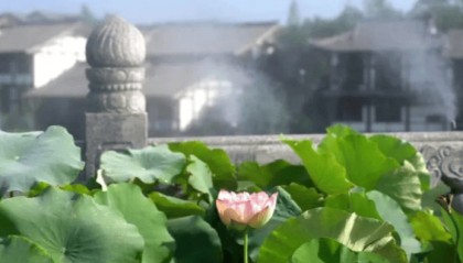 大足:石刻景区水雾荷香 清凉浪漫度夏日