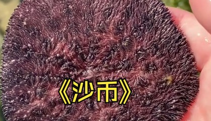 沙币(沙币头像)