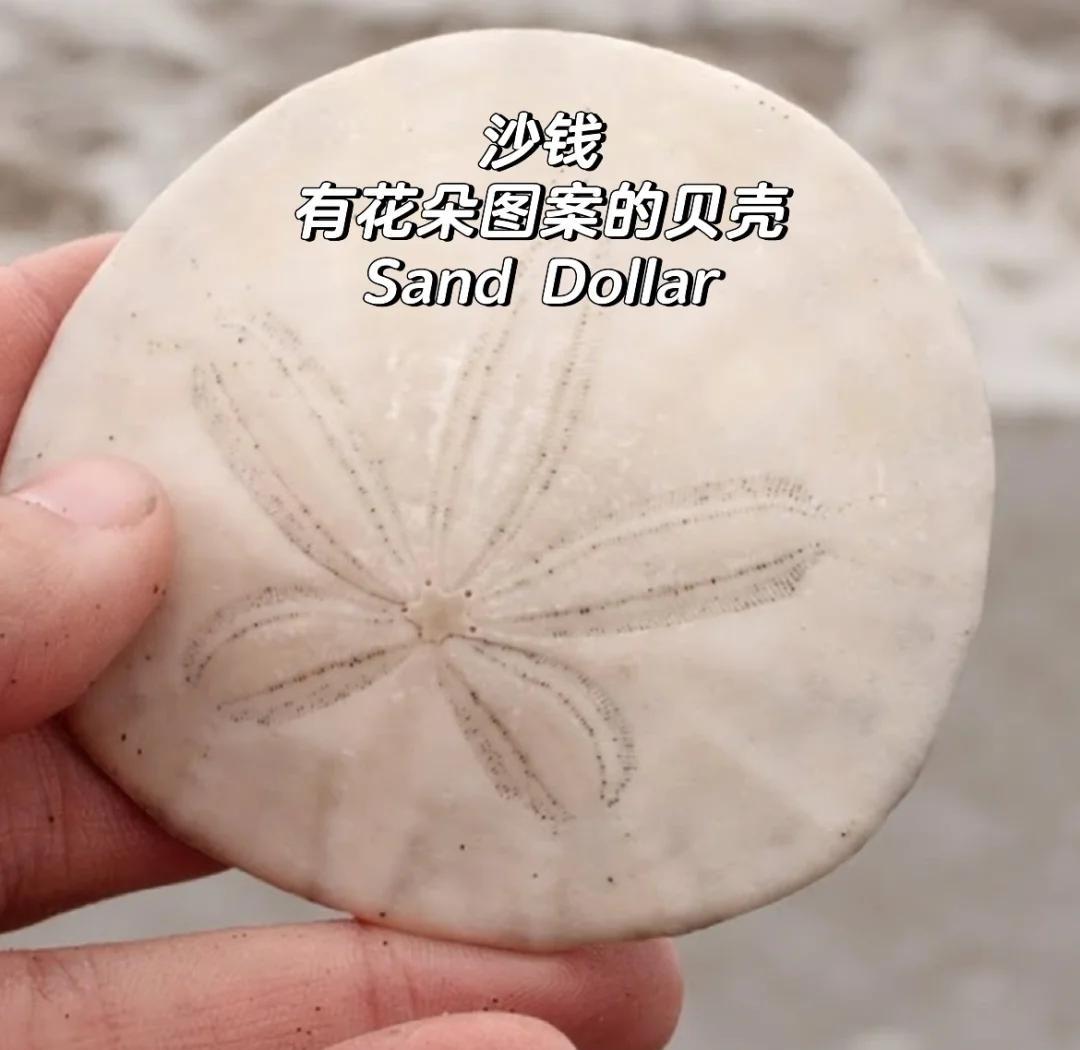 沙币(沙币怎么读) 沙币(沙币怎么读)