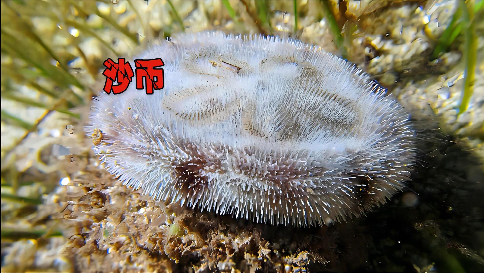 沙币(沙币怎么读) 沙币(沙币怎么读)