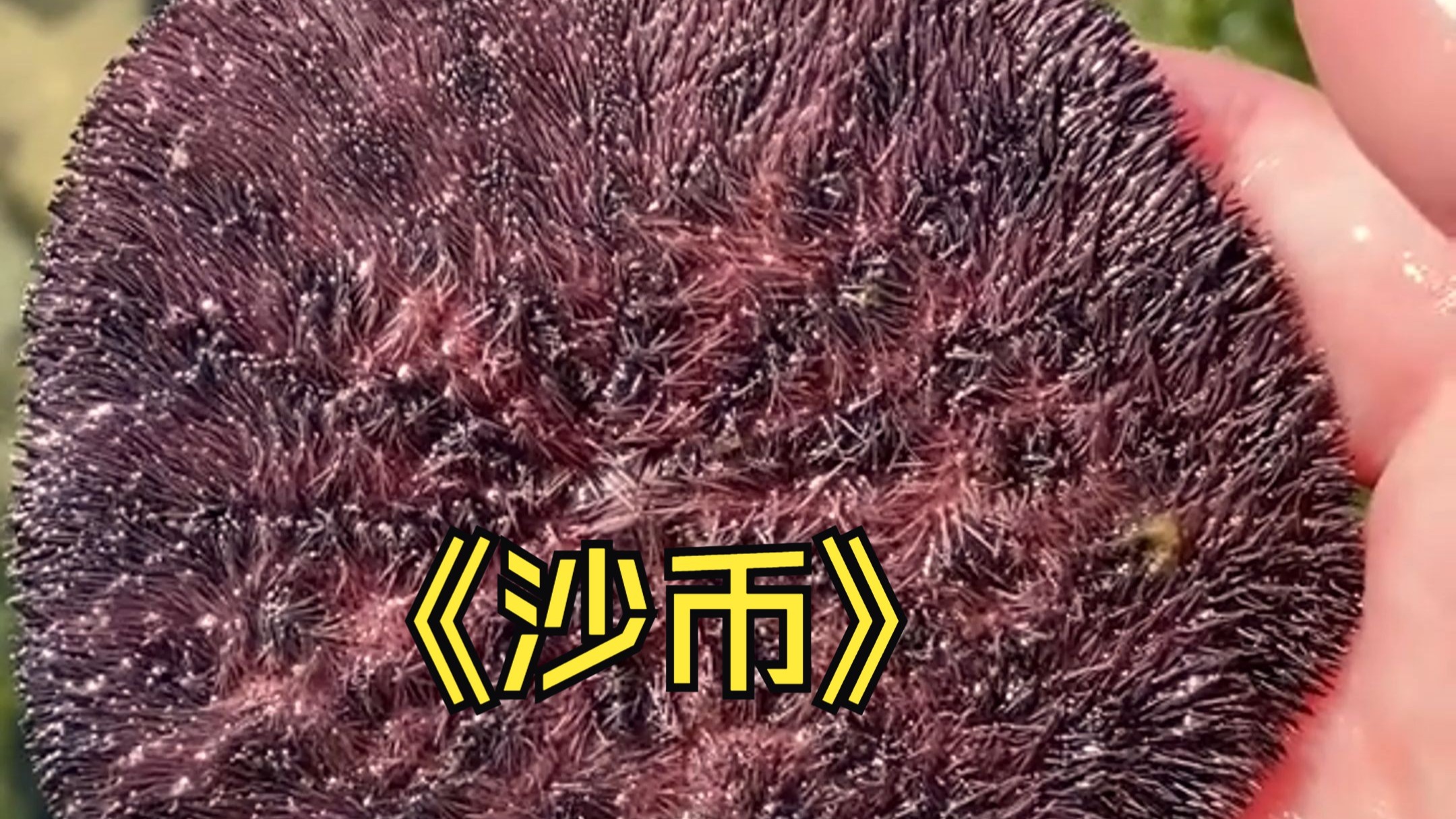 沙币(沙币头像) 沙币(沙币头像)