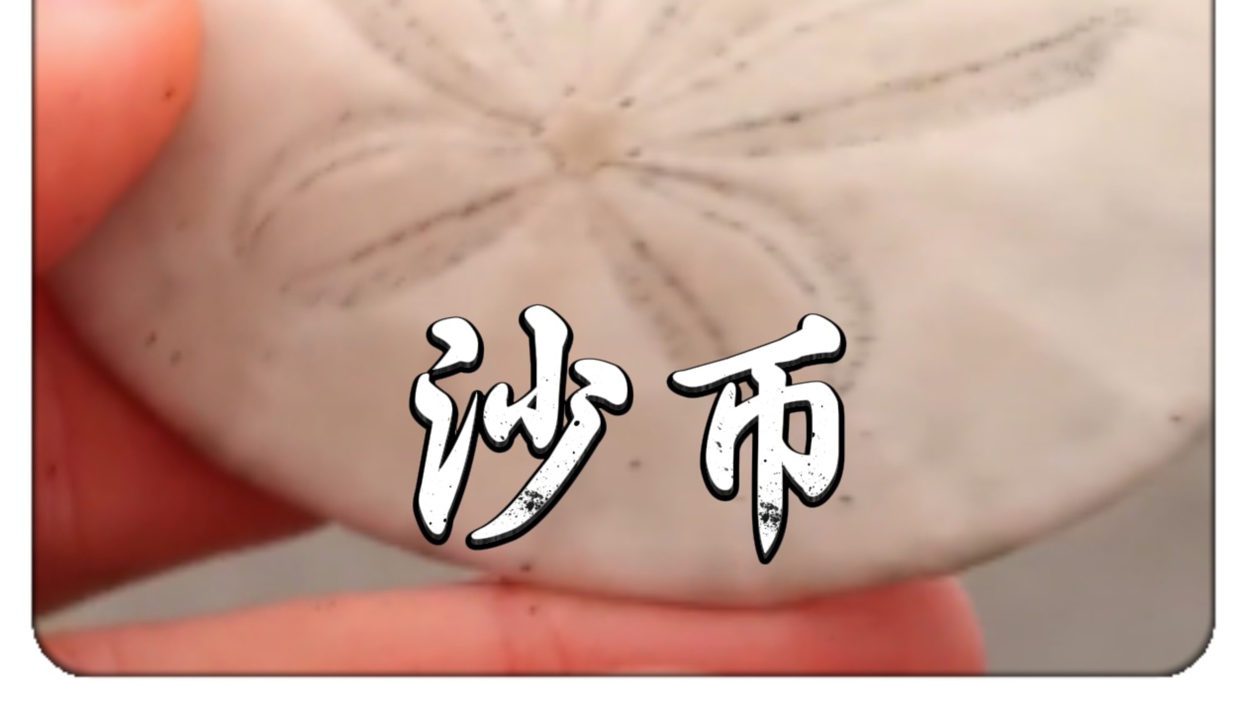 沙币(沙币头像) 沙币(沙币头像)