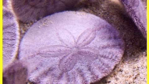 沙币(沙币可以吃吗)